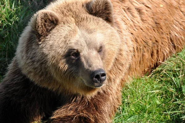 Zbliżenie Zwierząt Zoo — Zdjęcie stockowe