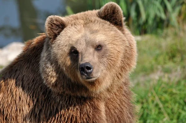 動物園での動物の閉鎖 — ストック写真