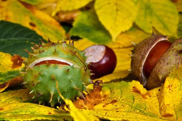 Atmosfera Autunnale Attenzione Selettiva — Foto Stock