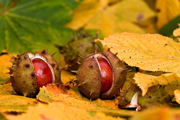 Ormanın Güzel Manzarası — Stok fotoğraf