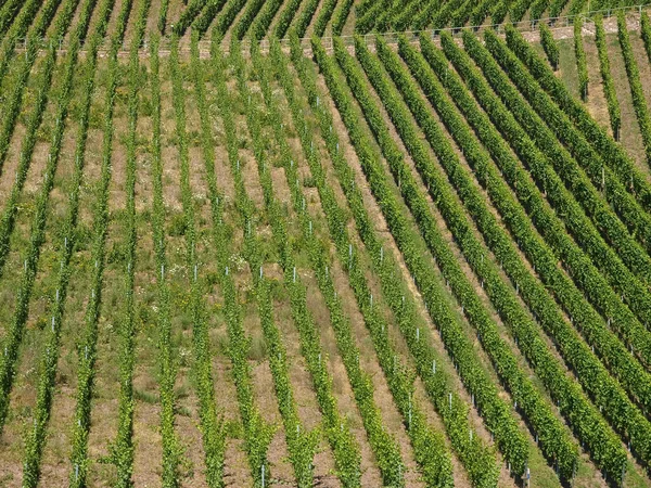 Vid Campo Viñedo Racimos Uvas —  Fotos de Stock