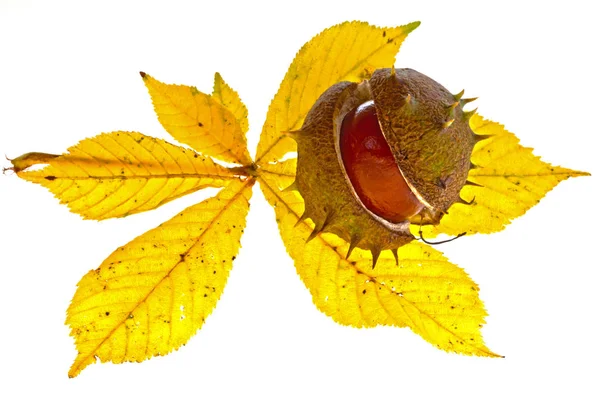 Close View Chestnuts Autumn — Stock Photo, Image