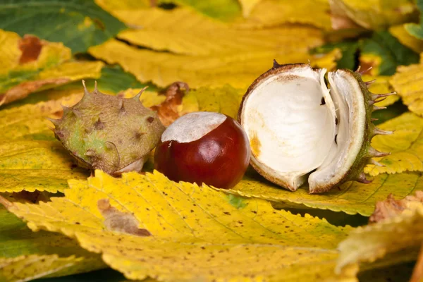 Close Zicht Kastanjes Herfst — Stockfoto