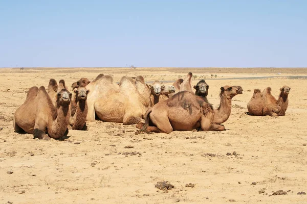 Camellos Tirados Suelo Estepa —  Fotos de Stock