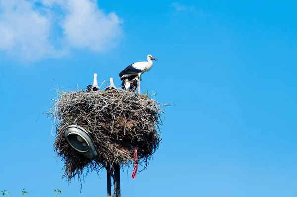 藁の巣に住むコウノトリ科 — ストック写真