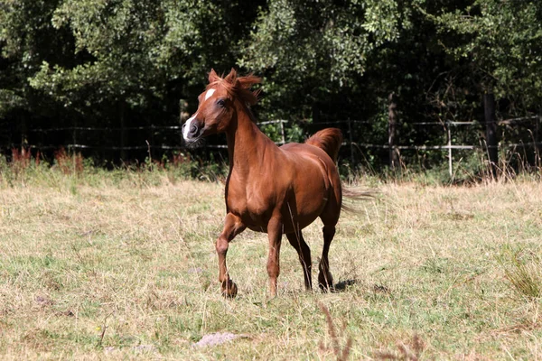 Árabes Pasto — Foto de Stock