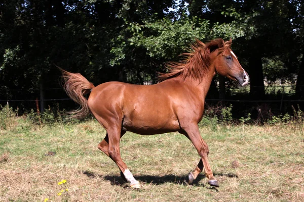 Arabs Pasture — Stock Photo, Image