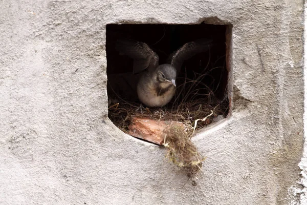 Joven Wagtail Nido — Foto de Stock