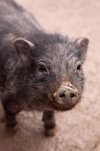 Animale Fattoria Attenzione Selettiva — Foto Stock