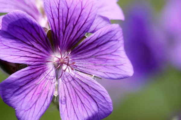 Trannäbb Violetta Lila Blommor Kronblad Flora — Stockfoto
