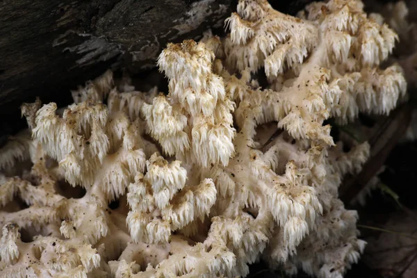 Culture Champignons Dans Forêt Fond Nature — Photo