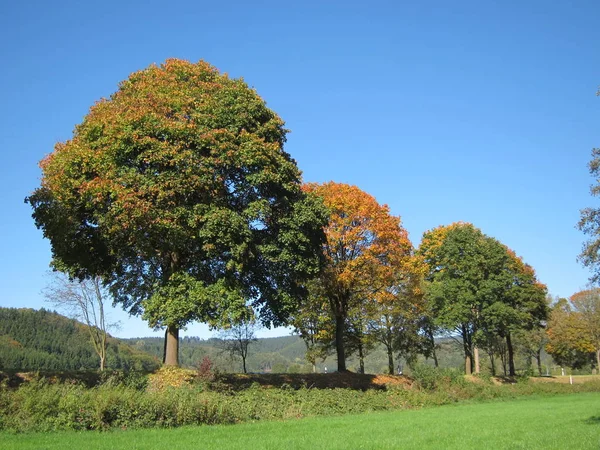 Schöne Bunte Herbstblätter — Stockfoto