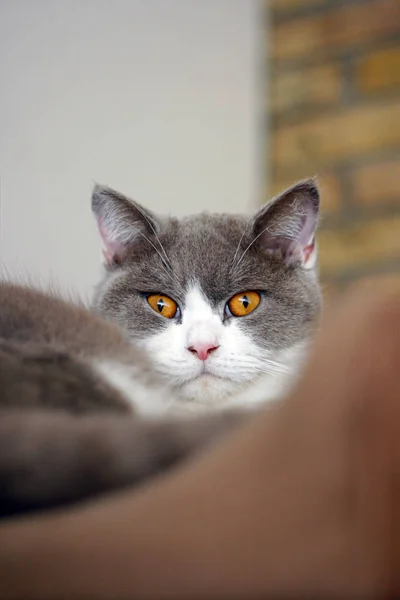 Britská Krátkosrstá Kočka Oranžovýma Očima — Stock fotografie