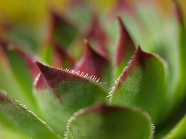 Tropisk Grön Växt Saftig Kaktusblomma — Stockfoto