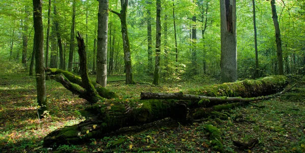 Muschio Avvolto Parte Rovere Rotto Sdraiato — Foto Stock