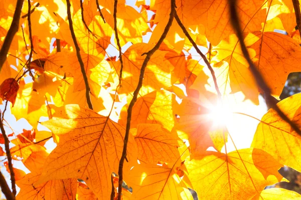 秋天的树叶落在树枝上 秋天的植物 — 图库照片