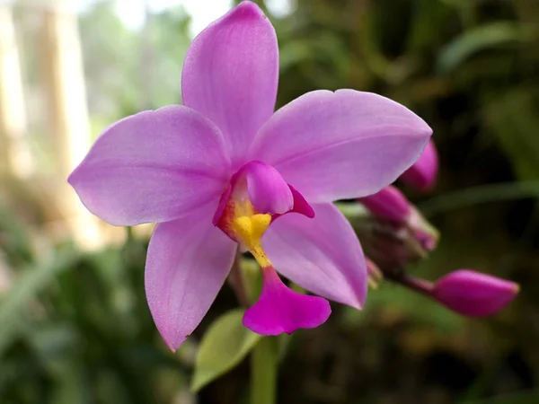 Petali Dei Fiori Del Orchid Phalaenopsis — Foto Stock
