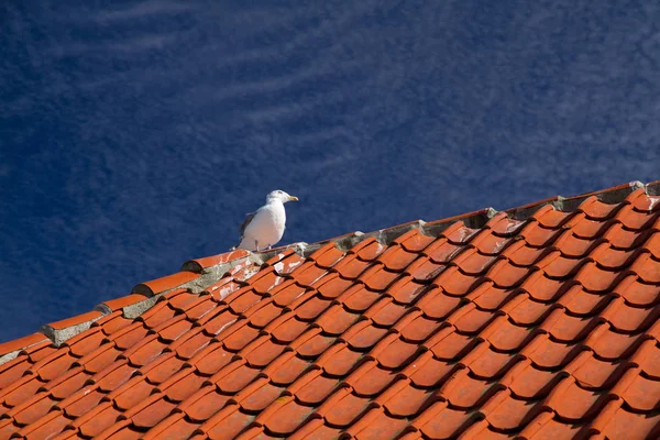 Möwe Auf Dem Dach — Stockfoto