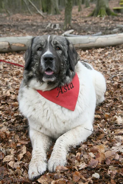 Schwarz Weißer Hund Auf Dem Boden Sitzend — Stockfoto