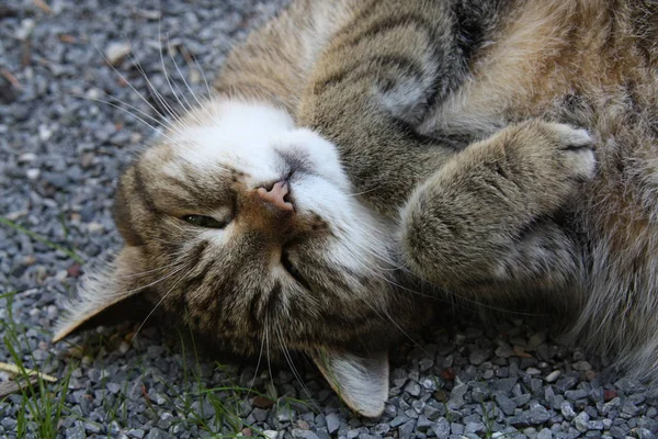 Симпатичная Кошка Спящая Земле — стоковое фото