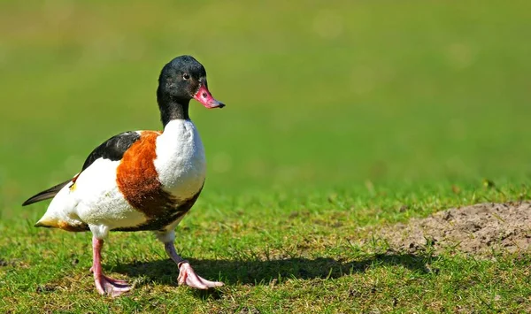 Canard Chevauche Sur Prairie — Photo