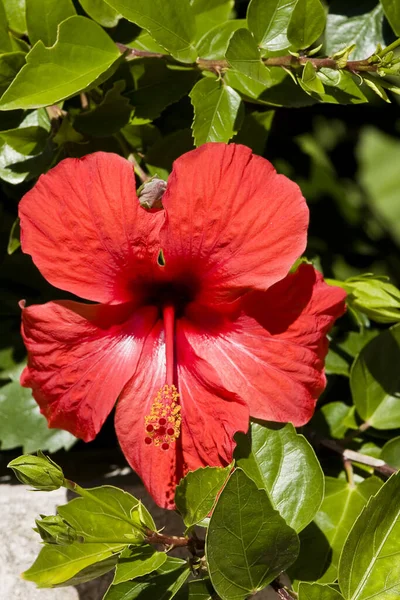Hibisco Flores Pétalas Flora Natureza — Fotografia de Stock