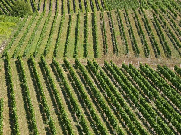 Vinhas Verdes Verão — Fotografia de Stock