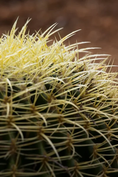 Tropical Exotic Plant Cactus — Stock Photo, Image