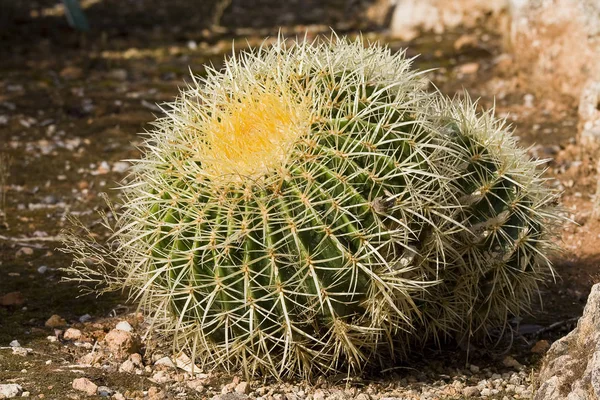 Tropical Exótico Planta Cacto — Fotografia de Stock