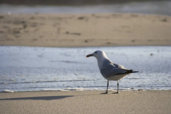 Schilderachtig Uitzicht Prachtige Meeuwenvogels Natuur — Stockfoto