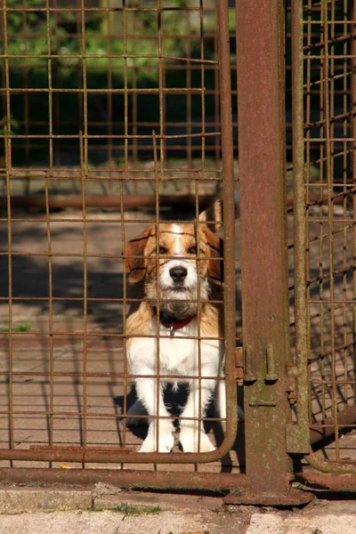 Perro Refugio — Foto de Stock