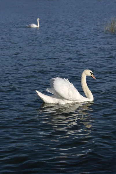 Cisnes Lago Balaton —  Fotos de Stock