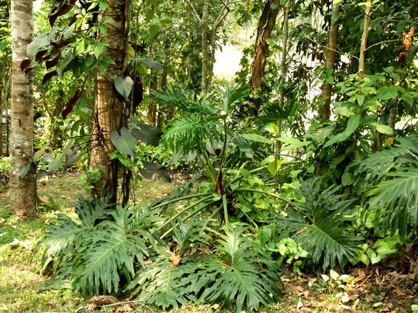 Schöne Botanische Aufnahme Natürliche Tapete — Stockfoto