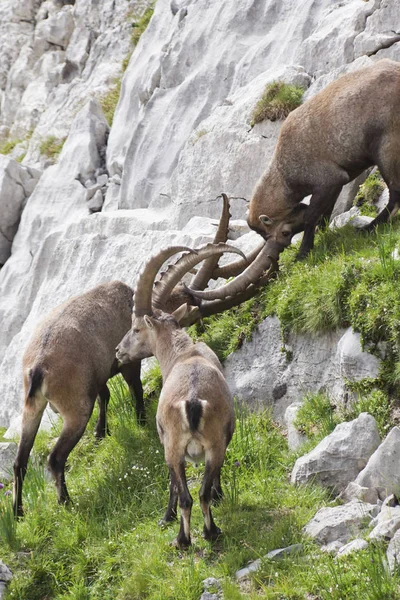 Een Berggeit Bergen — Stockfoto