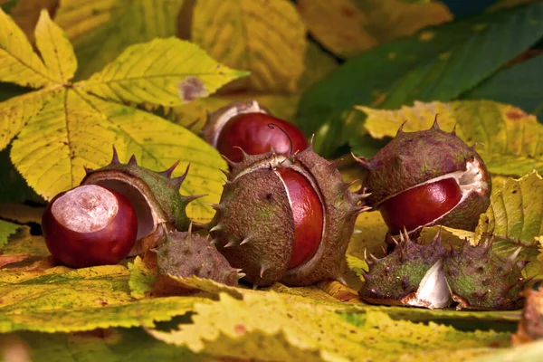 Chestnuts Autumn — Stock Photo, Image