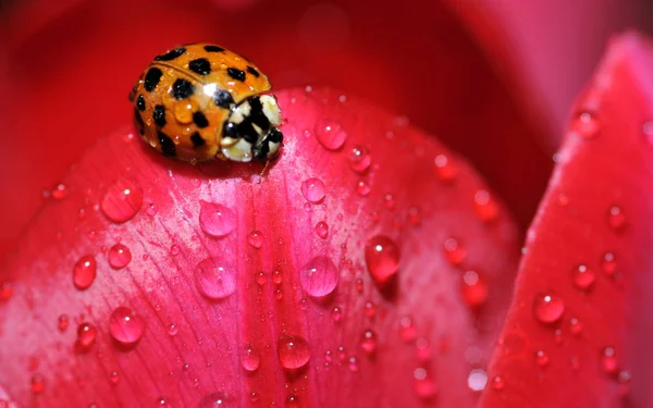 Close Van Een Insect Wilde Natuur — Stockfoto