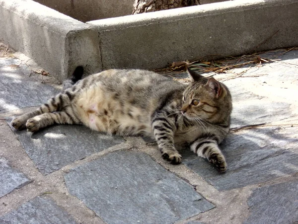 Ritratto Gatto Carino — Foto Stock