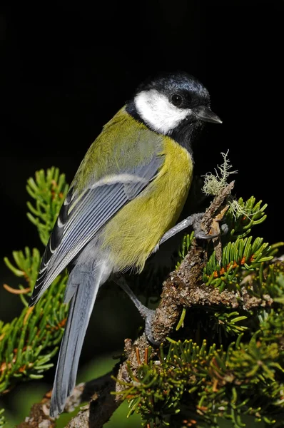 Vue Panoramique Sur Magnifique Oiseau Souris Espagnole — Photo