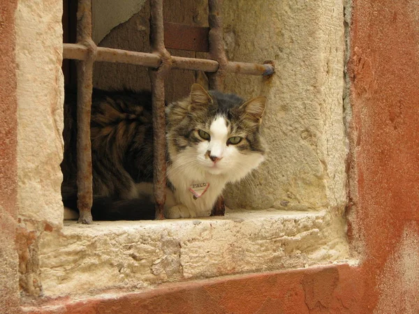 Retrato Lindo Gato —  Fotos de Stock