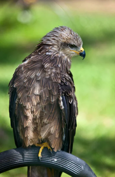 Scenic View Majestic Buzzard Predator — Stock Photo, Image