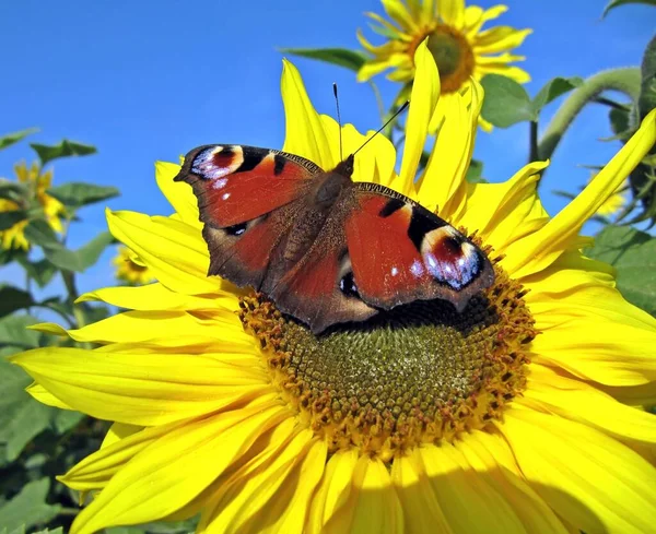 Peacock Eye Butterfly Insect — Stock Photo, Image