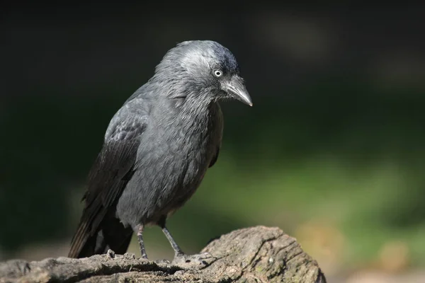 Scenic View Beautiful Bird Nature — Stock Photo, Image