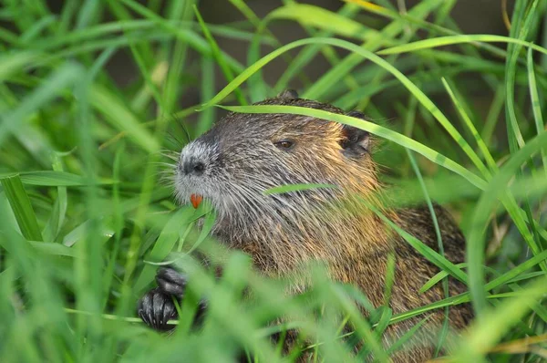 Nutria Tier Der Natur Myocastor Koypus — Stockfoto