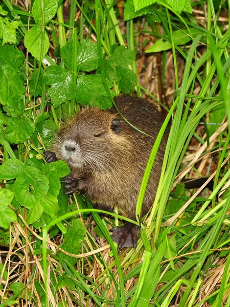 Nutria 116 415 161 — стоковое фото