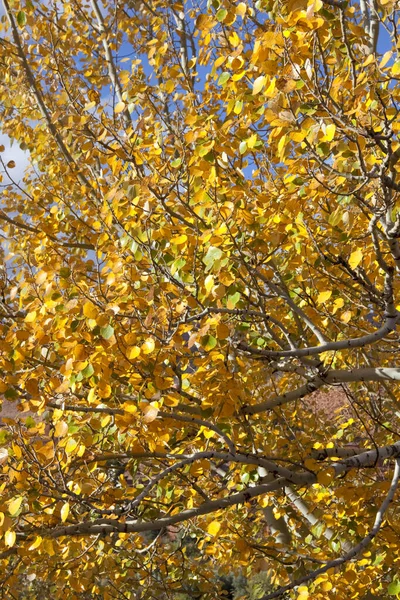 Autumn Leaves Tree Branches Fall Season Flora — Stock Photo, Image