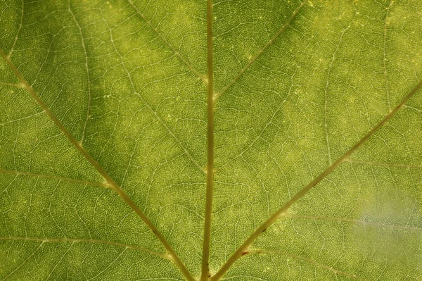 Schöne Bunte Herbstblätter — Stockfoto