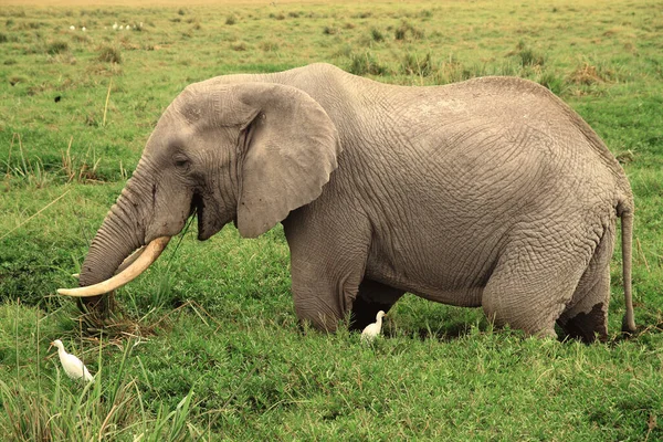 Pasący Się Słoń Parku Narodowym Amboseli Kenia — Zdjęcie stockowe