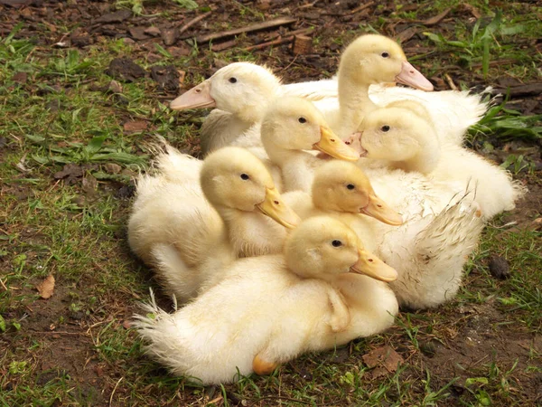 Duck Group — Stock Photo, Image