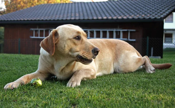 Porträt Eines Süßen Hundes — Stockfoto