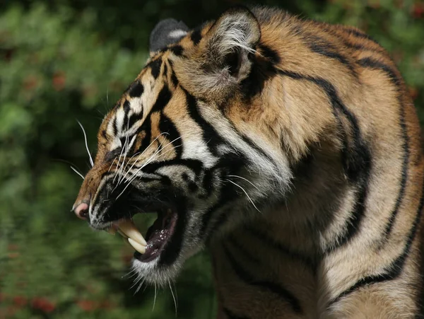 Feline Predator Wild Tiger — Stock Photo, Image